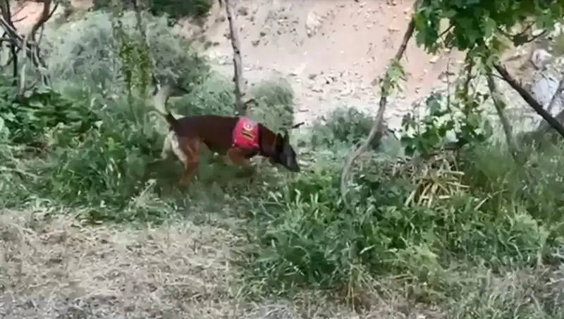 Dere Kenarındaki Gizli Esrarı Dedektör Köpek ile Bulundu