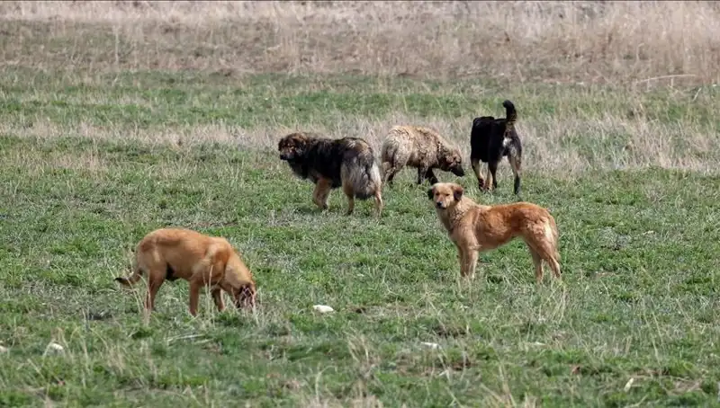 Ankara'da Sahipsiz Köpekler İçin Yeni Cezalar: 71 Bin Lira Ceza Uygulanacak