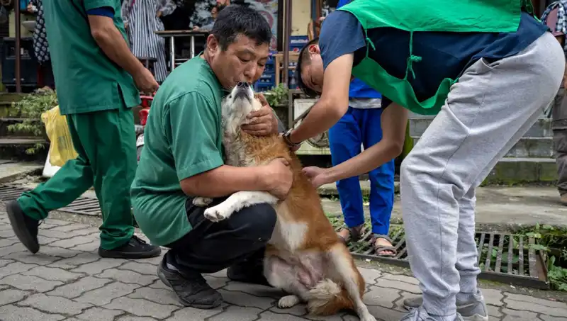 Filipinler’de Kuduz Alarmı: 2024'te 426 Kişi Hayatını Kaybetti