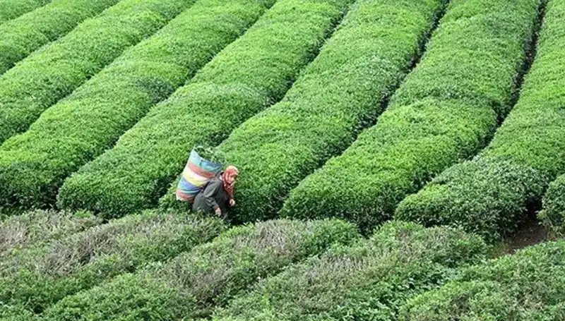ÇAYKUR, Bayramda Yaş Çay Alımına Devam Edecek: Çiftçilere Destek!
