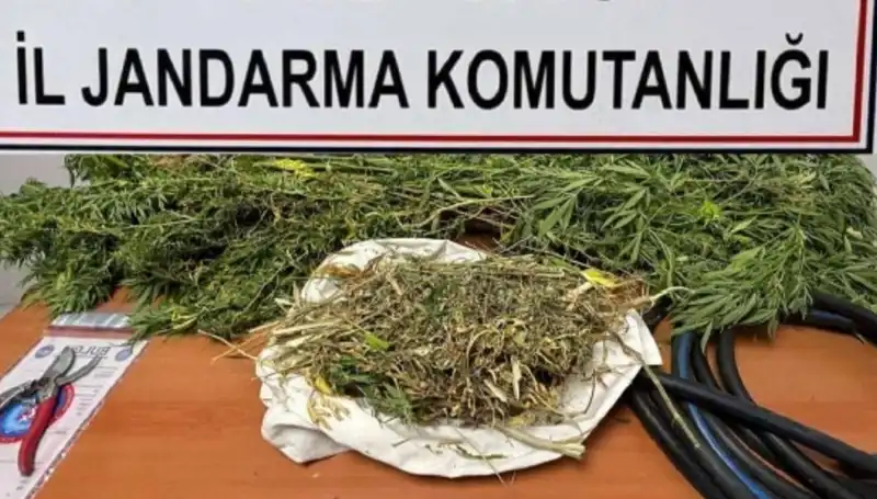 Niğde'de Uyuşturucu Operasyonu: 50 Kilo Esrar Ele Geçirildi