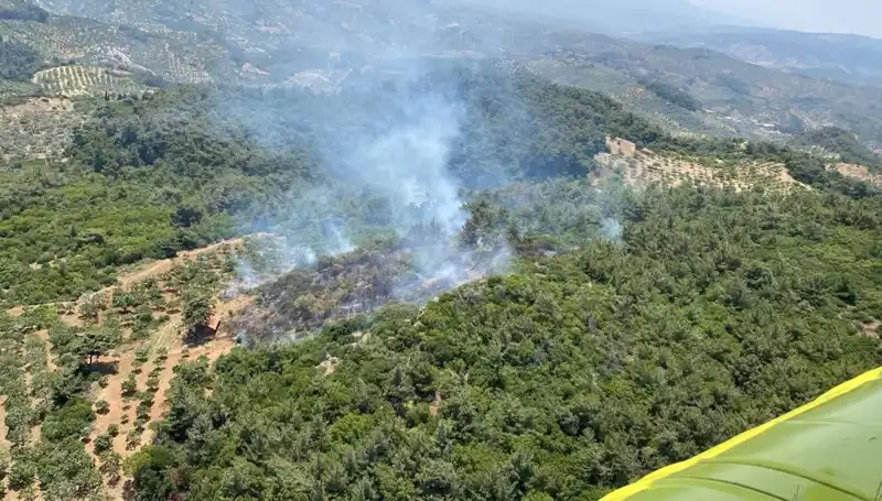 Aydın'da Korkutan Orman Yangını: Ekipler Mücadele Ediyor