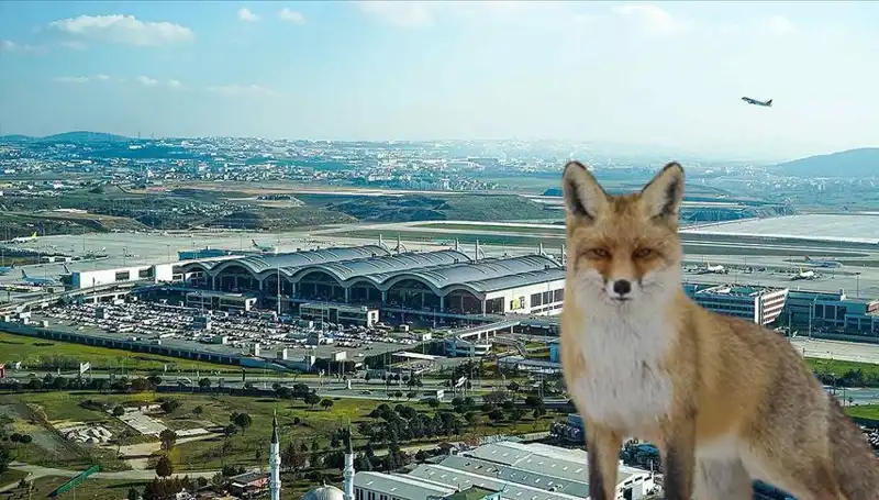 Sabiha Gökçen Havalimanı'nda Tilki Alarmı: Yolculuklar Etkilendi!