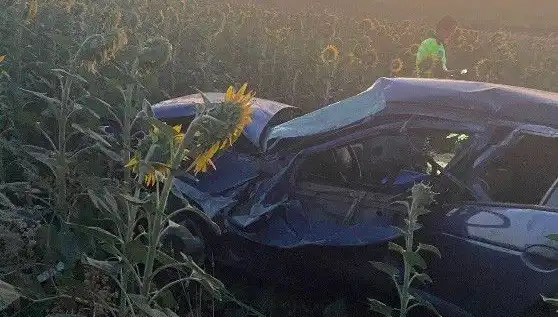 Otomobil Ayçiçeği Tarlasına Devrildi: Kaza Anı Gözler Önünde!