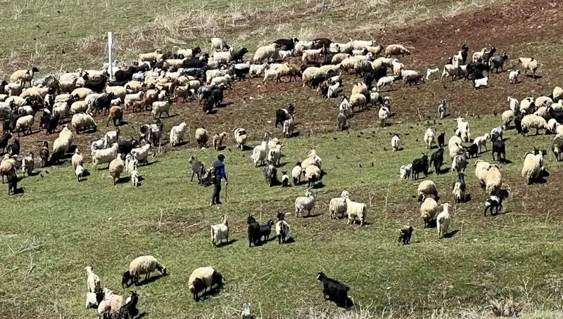 Çoban Krizi Büyüyor: 70 Bin Lira Maaşı Beğenmeyen Hayvancılar Nereye Gidiyor?